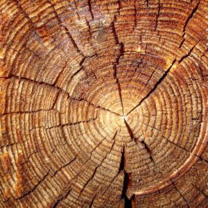 Holzwurm