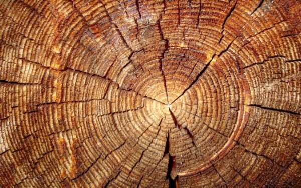 Holzwurm