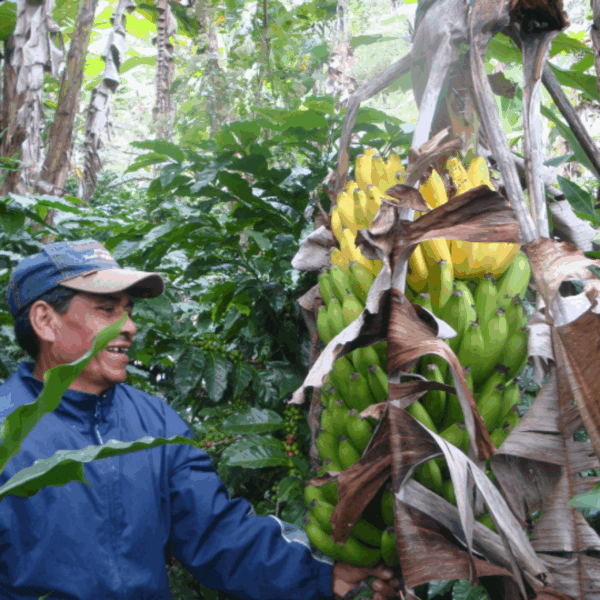 Farm Honduras