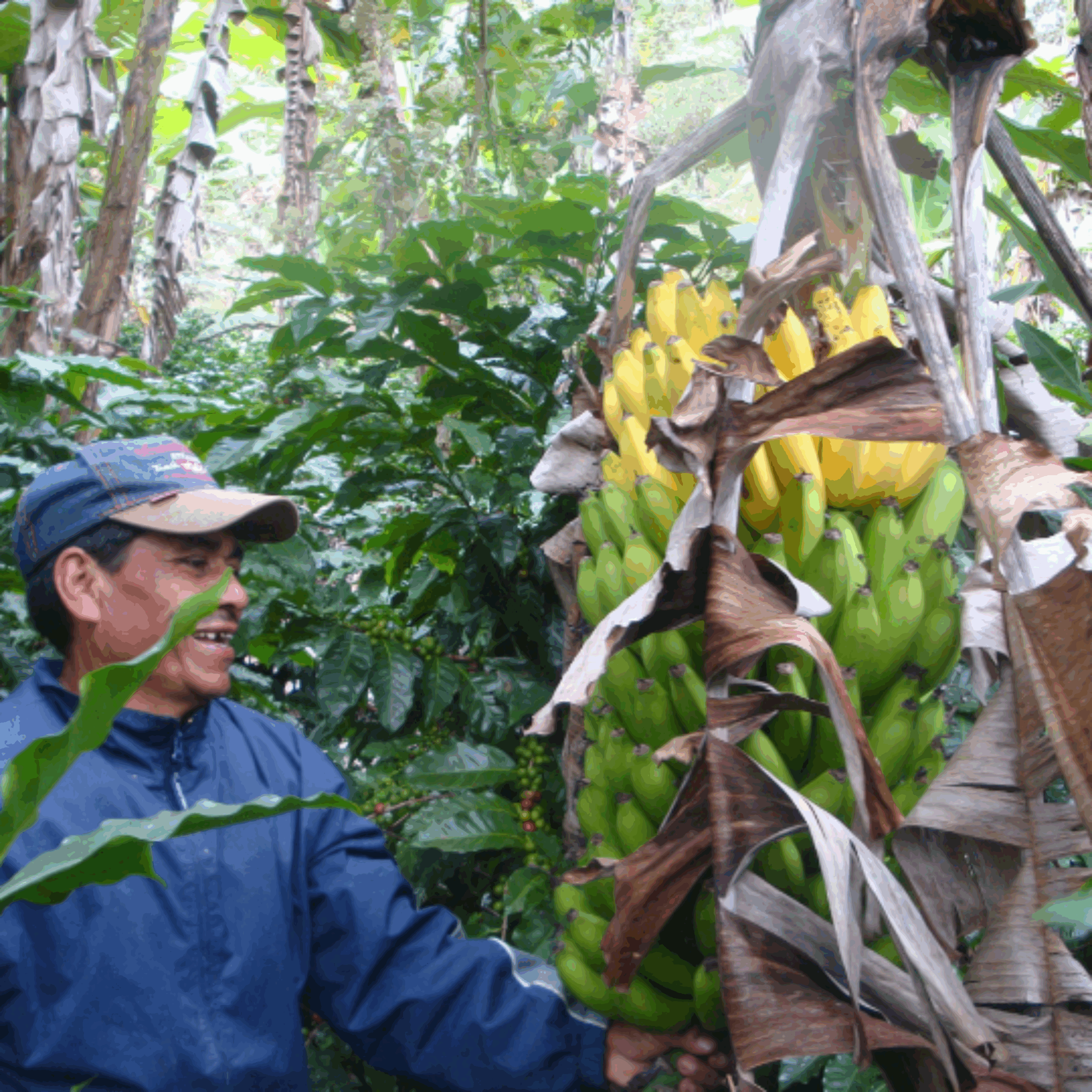 Farm Honduras