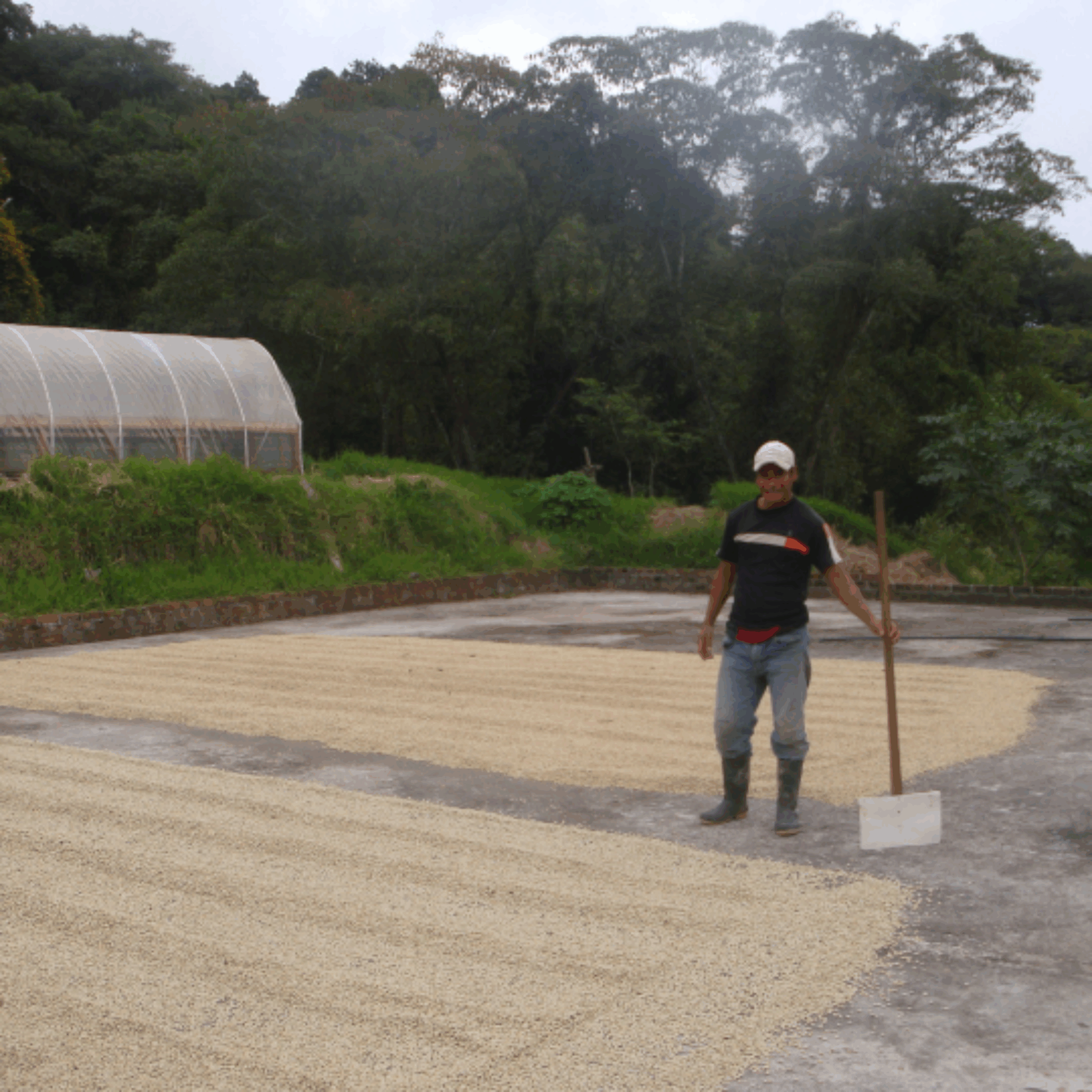 Farm Honduras