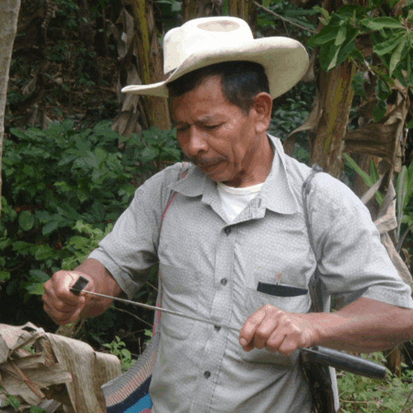 Farm Honduras