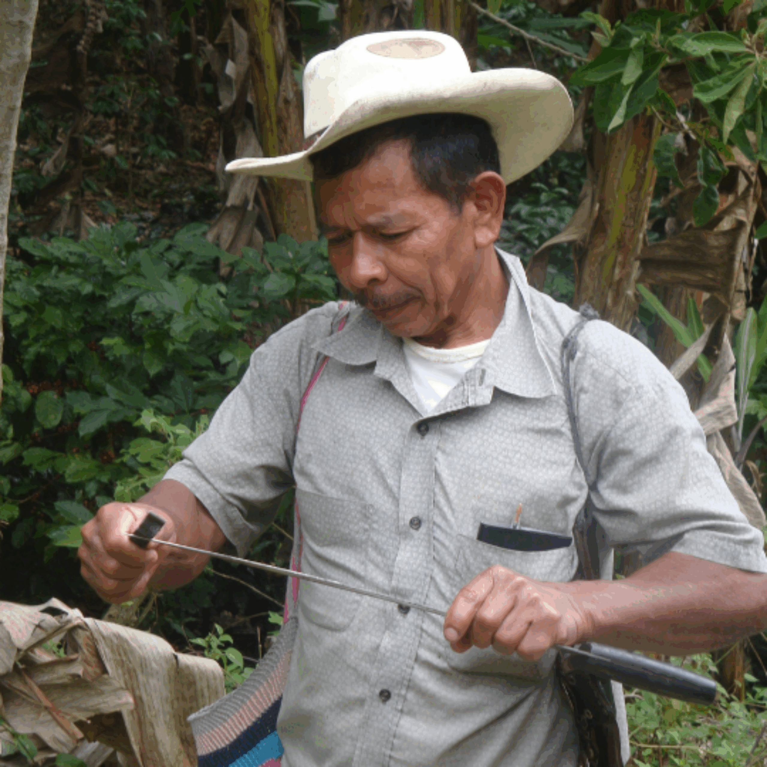 Farm Honduras