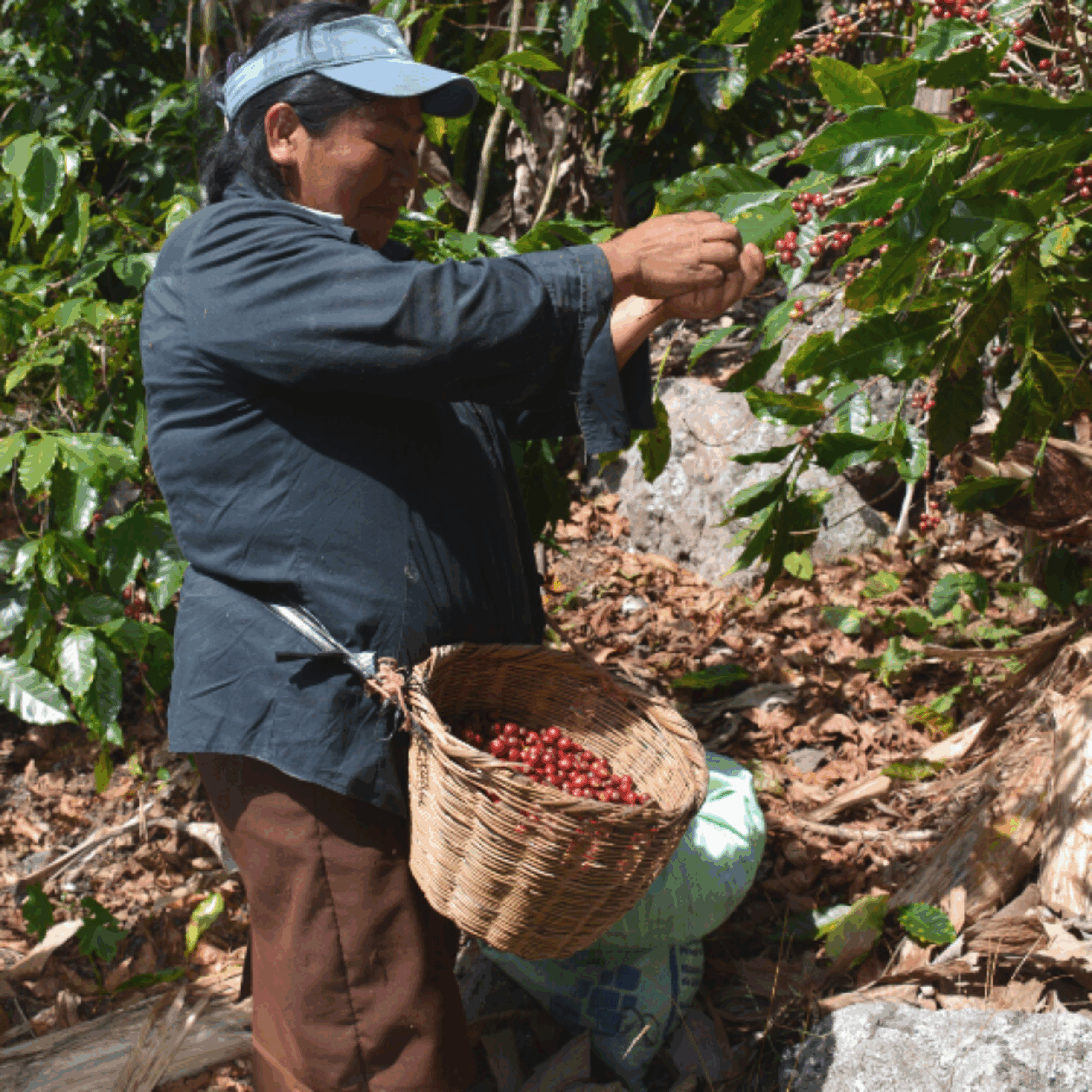 Farm Honduras