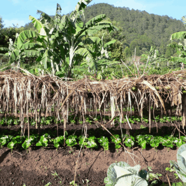 Plantage Honduras
