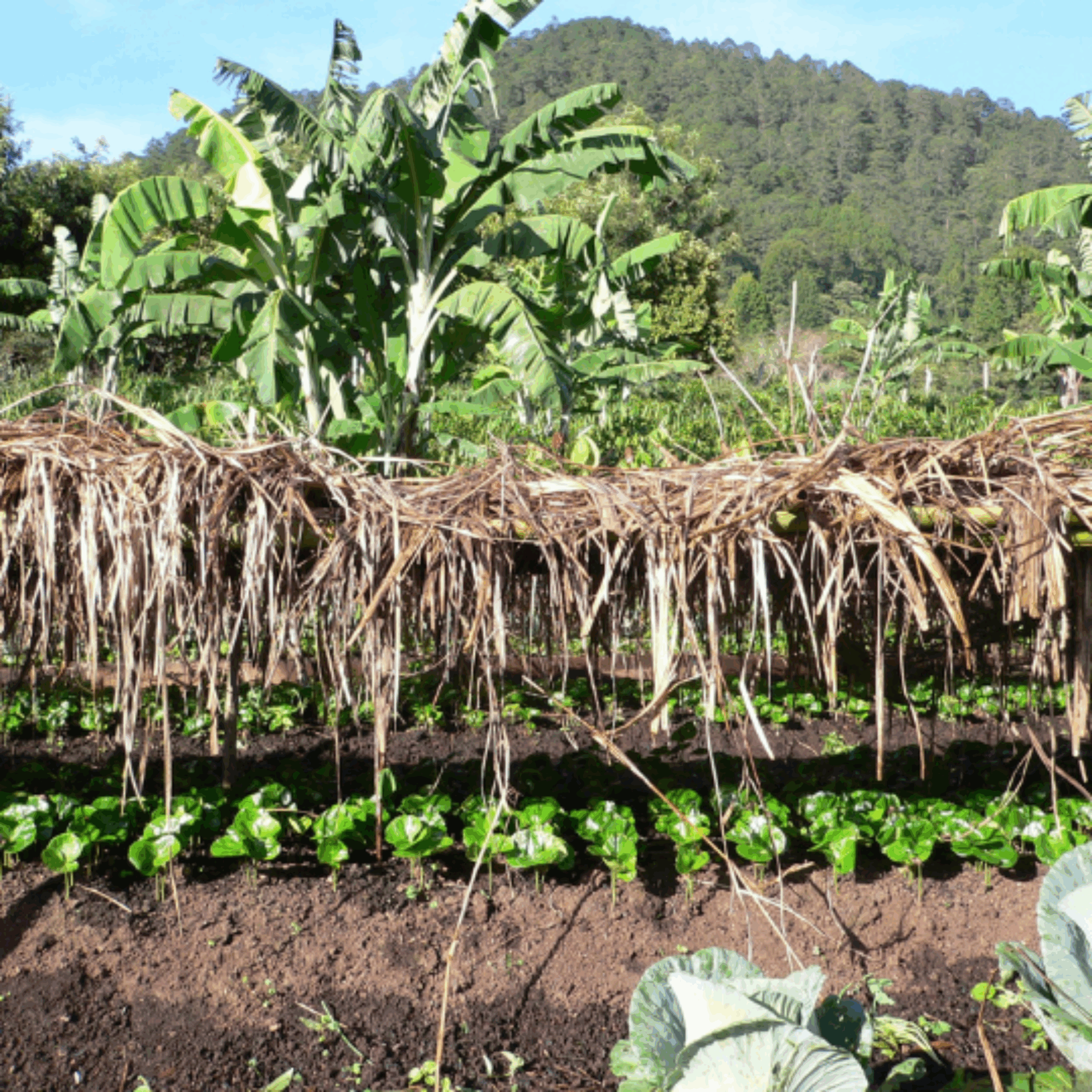 Plantage Honduras